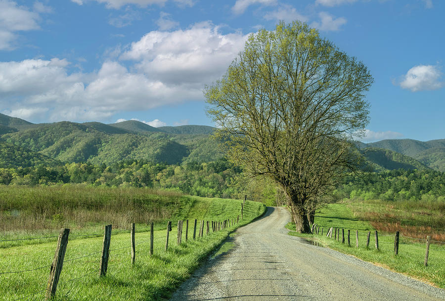 The Joy of a Cades Cove Spring Photograph by Marcy Wielfaert