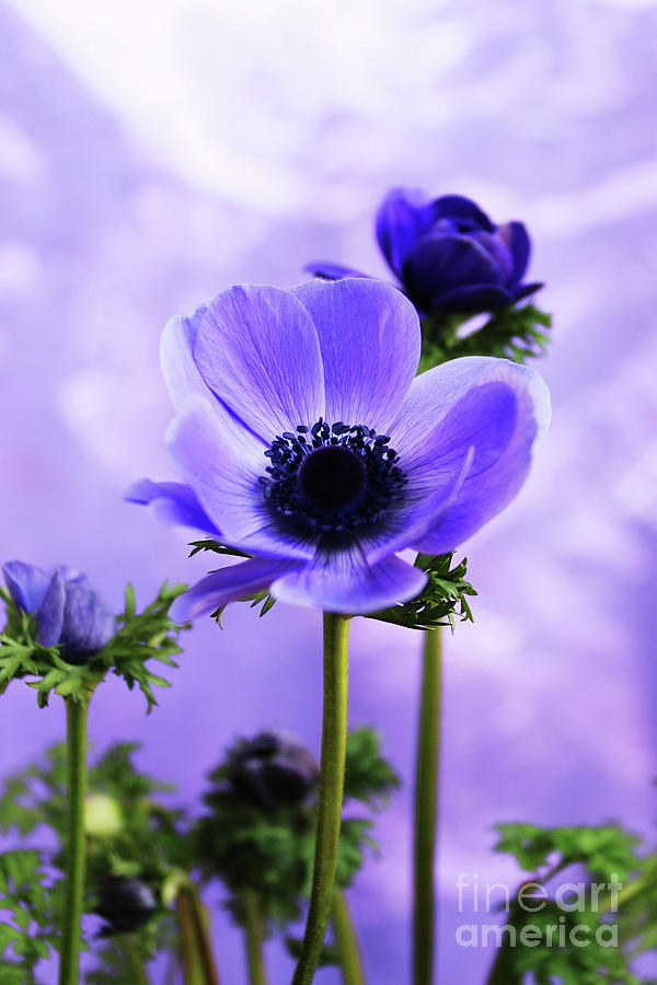 Flowers Still Life Photograph - The Joy Of The Blues by Michael May