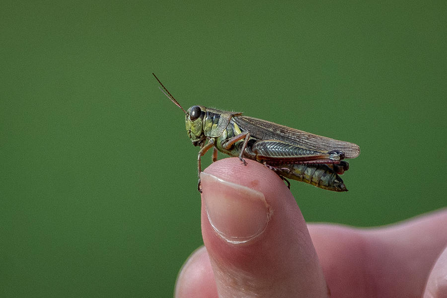 The Keeper of the Grasshopper Photograph by Linda Bonaccorsi