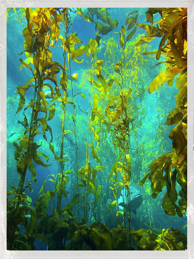 The Kelp Forest Photograph by Anne Thurston - Fine Art America