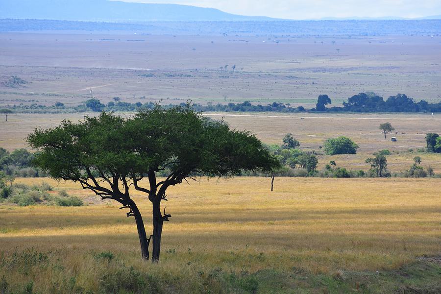 The Kenyan Savanna Photograph by Marta Pawlowski - Fine Art America