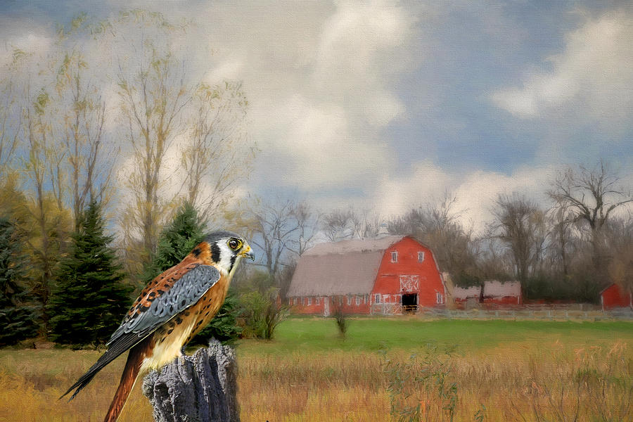 the Kestrel hawk Digital Art by Jerry Dalrymple the Kestrel hawk Digital Art by Jerry Dalrymple