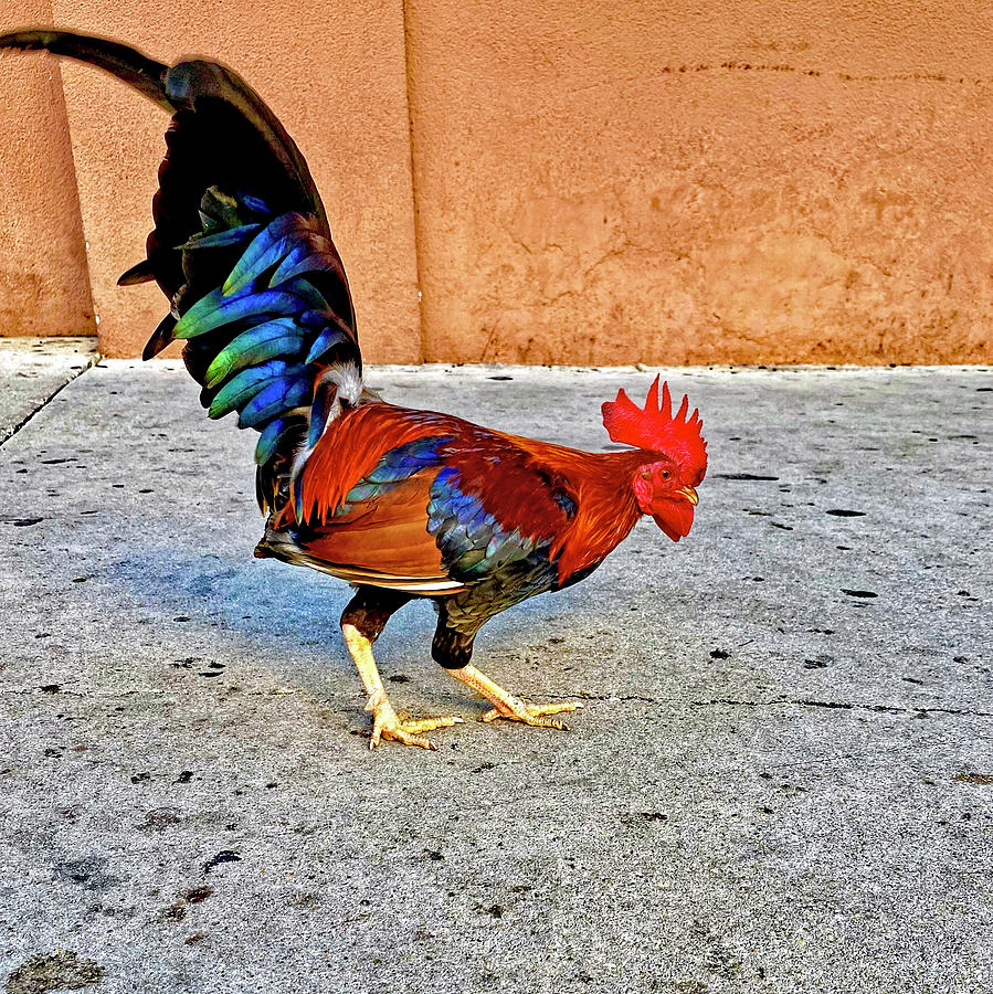 The Key West Rooster Photograph by Monika Salvan