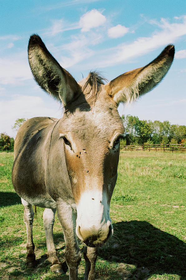 The kind mule Photograph by Barthelemy de Mazenod