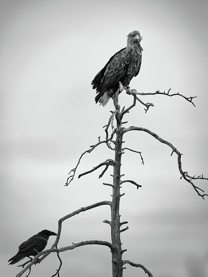The King and Lackey. White-tailed eagle and raven bw Photograph by Jouko Lehto