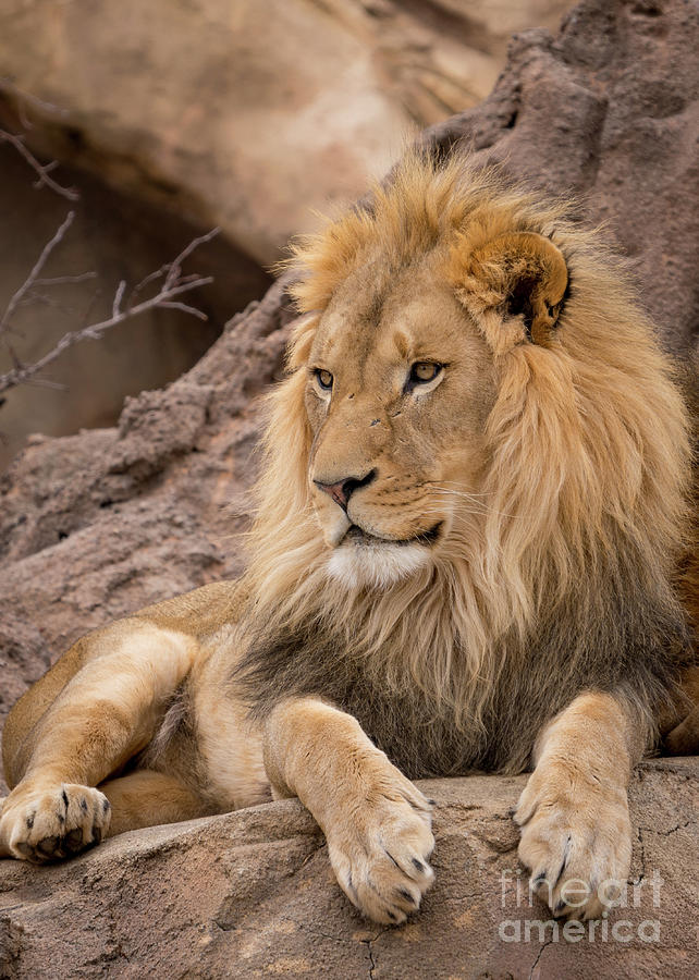 The King by Annerose Walz The King by Annerose Walz