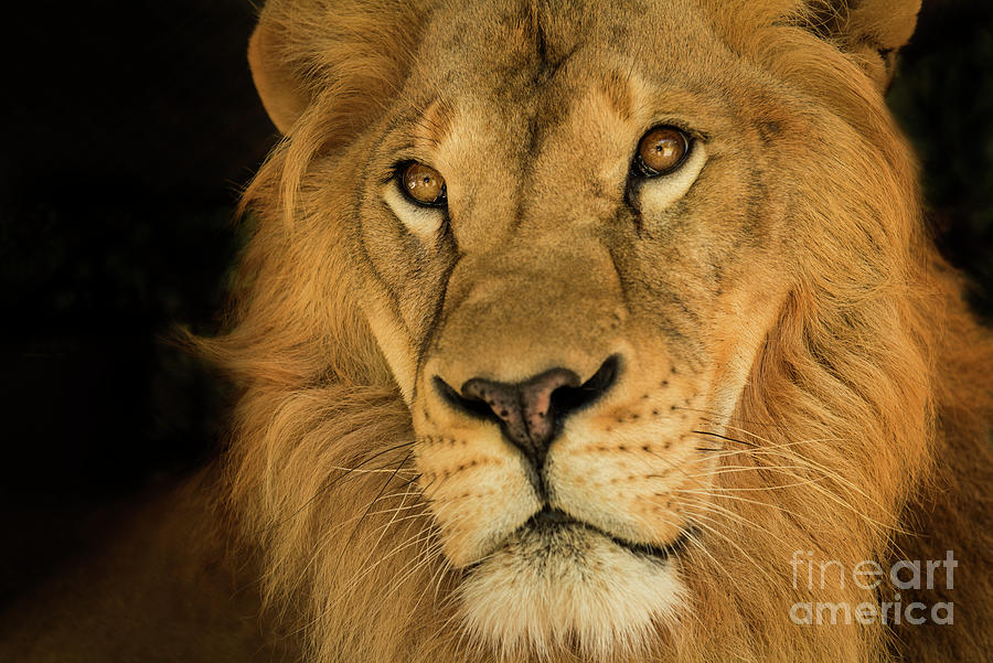Lion Photograph - The King by Jennylynn Fields