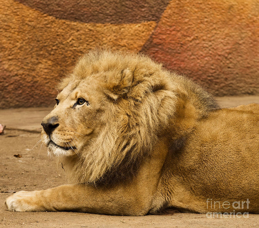 Jungle Photograph - The King by Melissa OGara