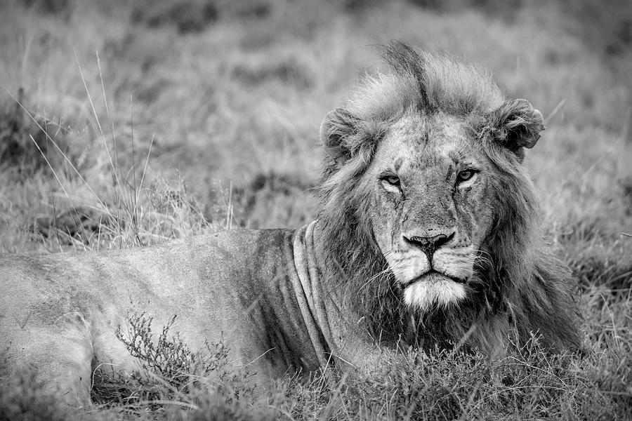 The King of Beasts B/W Photograph by Lindley Johnson