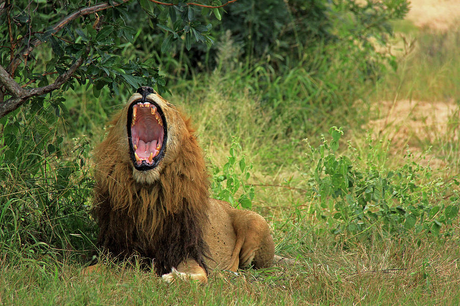 The King of Beasts - Lion Photograph by Richard Krebs