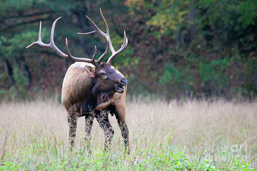 The King of Cataloochee Valley Photograph by Laurinda Bowling