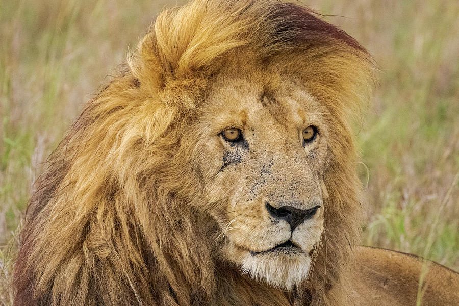 The King Of Savanna Photograph by Ekaterina Romanova Pixels