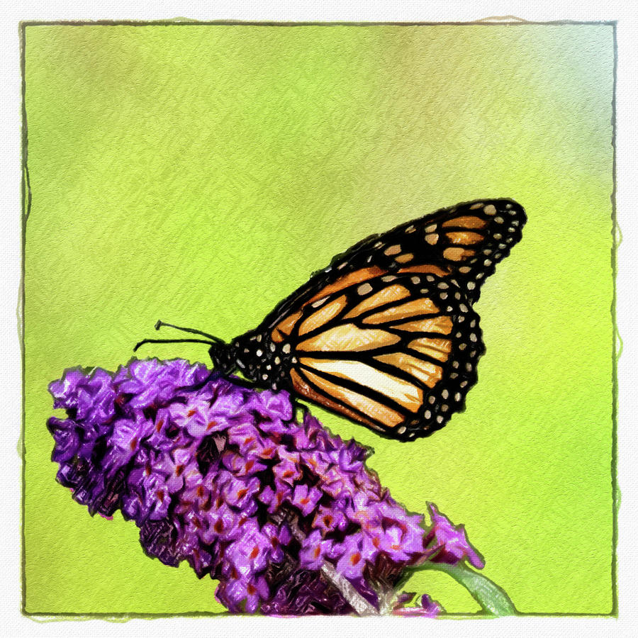 The King Of The Butterfly Bush Photograph