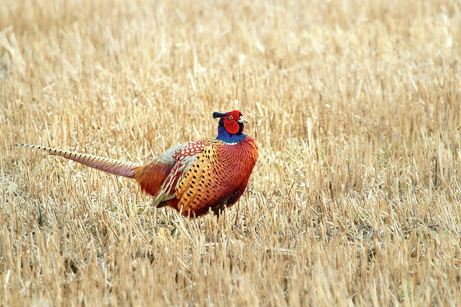 The King of the fields. Common pheasant Photograph by Jouko Lehto