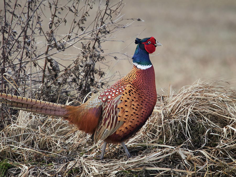 The King of the Hill. Pheasant Photograph by Jouko Lehto
