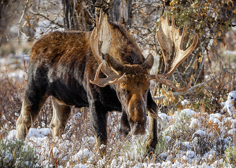 The King of the Valley - Shoshone the Bull Moose Photograph by Volkmar ...