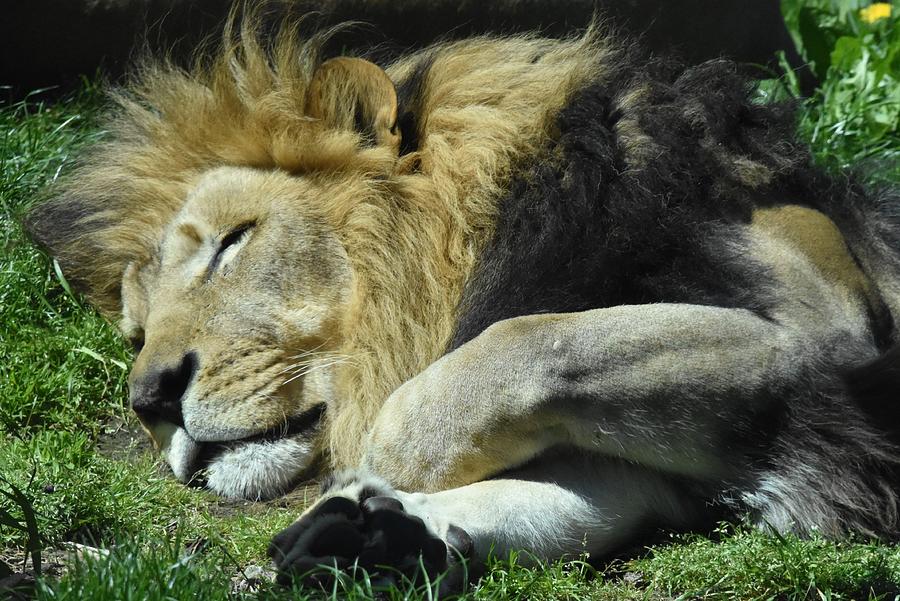 - The king sleeps - Lion Photograph by THERESA Nye