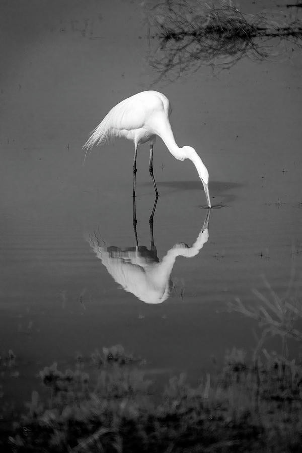The Kiss Great White Egret In Black And White Photograph
