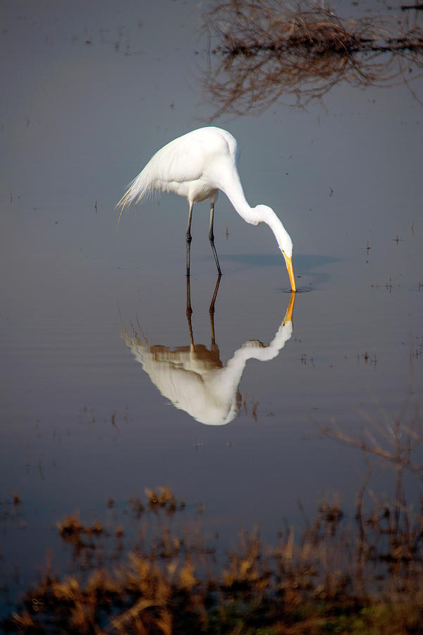 The Kiss White Egret Photograph by Frank Wilson