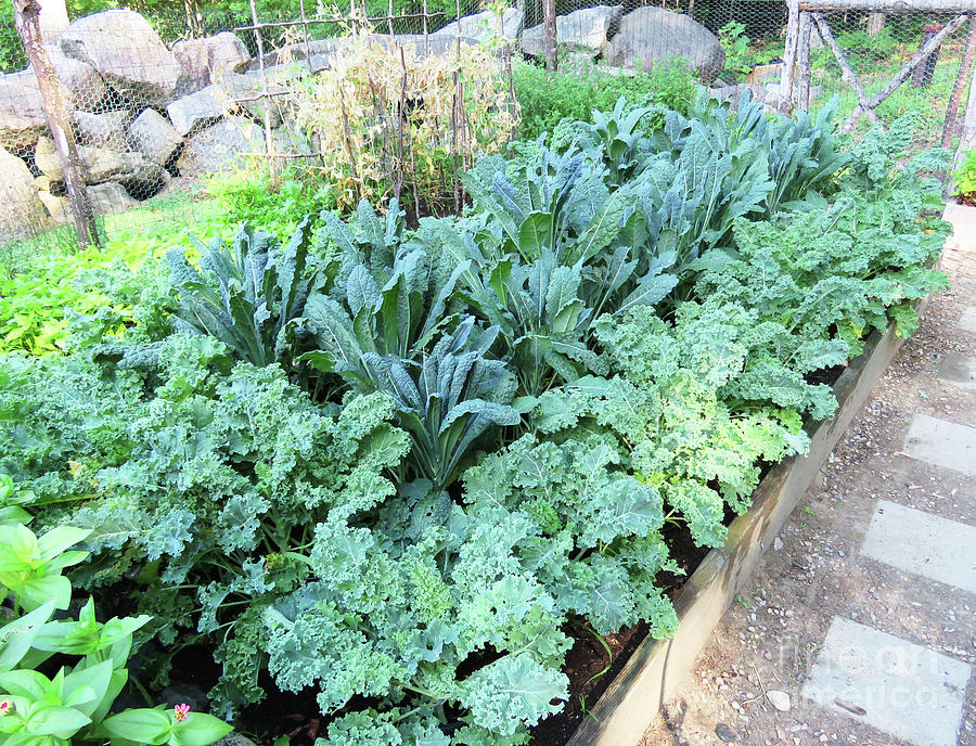 The Kitchen Garden Kale in Late July. The Victory Garden Collection. Photograph by Amy E Fraser