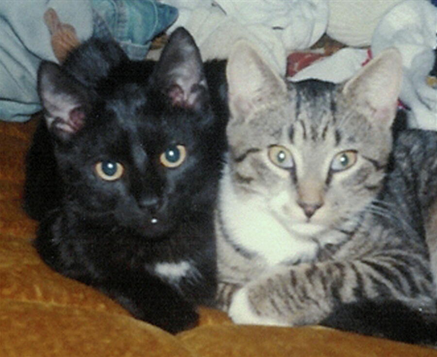 1978 The Kitty Brothers Photograph by Barbara Keith