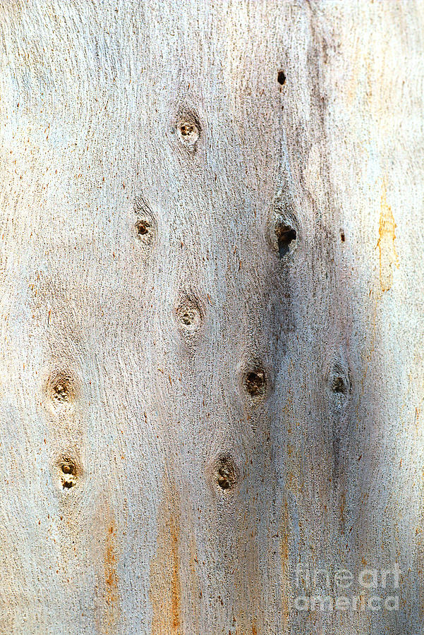 The Knots On A Eucalyptus Tree Photograph by Joy Watson