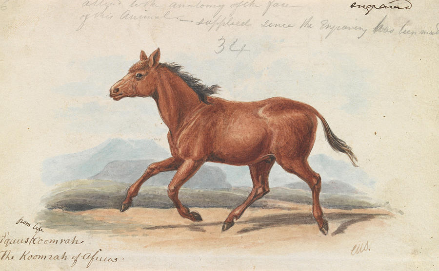 The Koomrah Horse Drawing by Charles Hamilton Smith