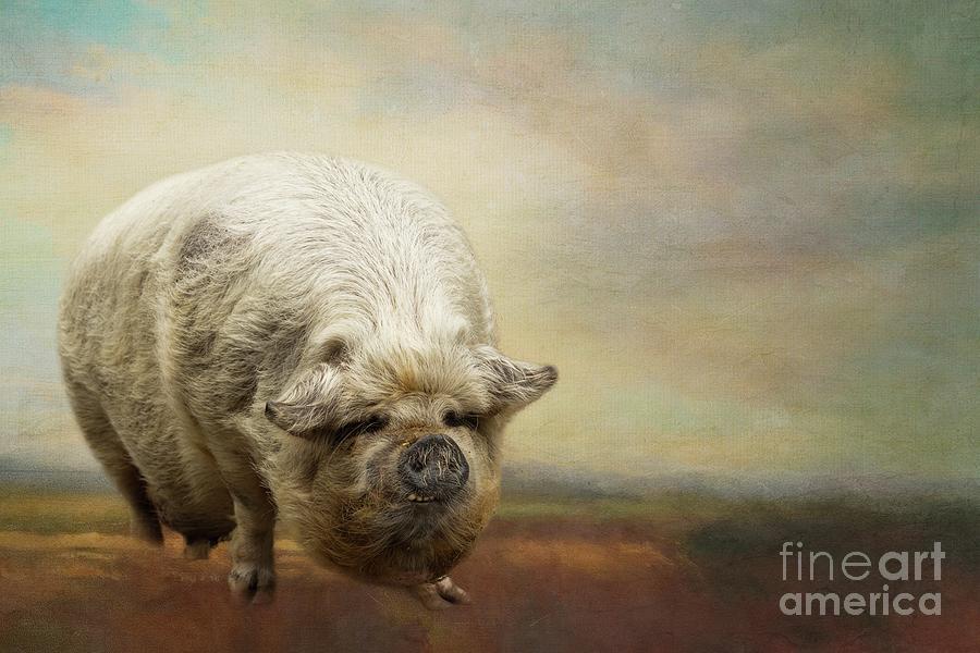 Pig Photograph - The Kunekune by Eva Lechner