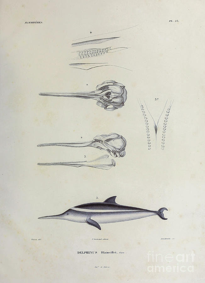 The La Plata dolphin Pontoporia blainvillei u1 Photograph by Historic illustrations