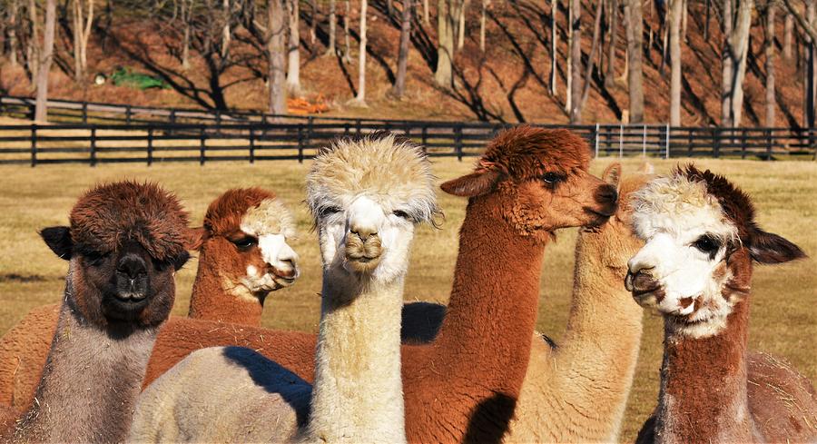 - The Ladies -  Alpacas Photograph by THERESA Nye