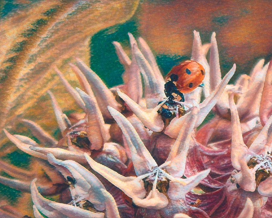 The Ladybug Digital Art by Ernest Echols