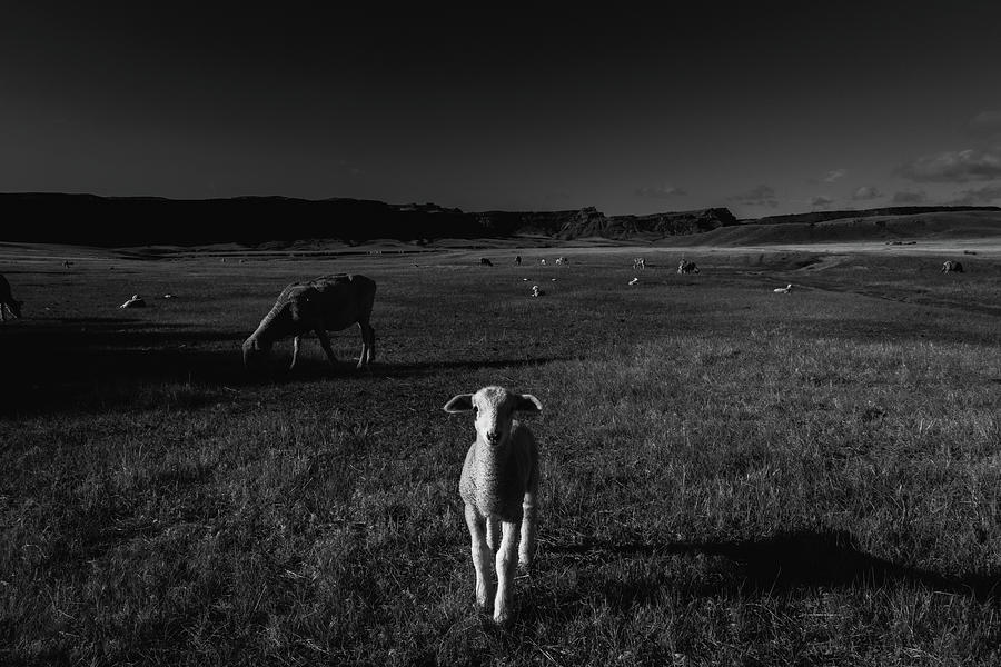 The Lamb Photograph by Laura Henson - Fine Art America