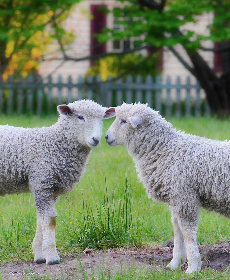 The Lambs of Spring Photograph by Kathi Isserman