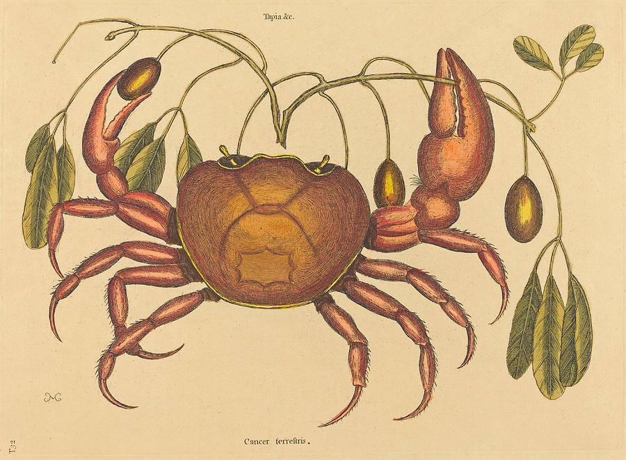 The Land-crab, cancer ruricola Drawing by Mark Catesby