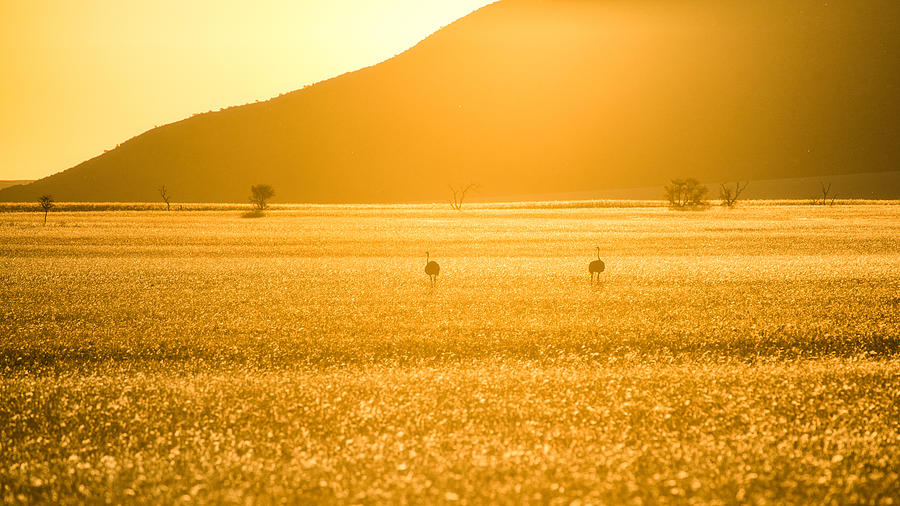 The landscape of savannah field and the mountain in golden hour with the two ostriches, Namibia Photograph by Mekdet