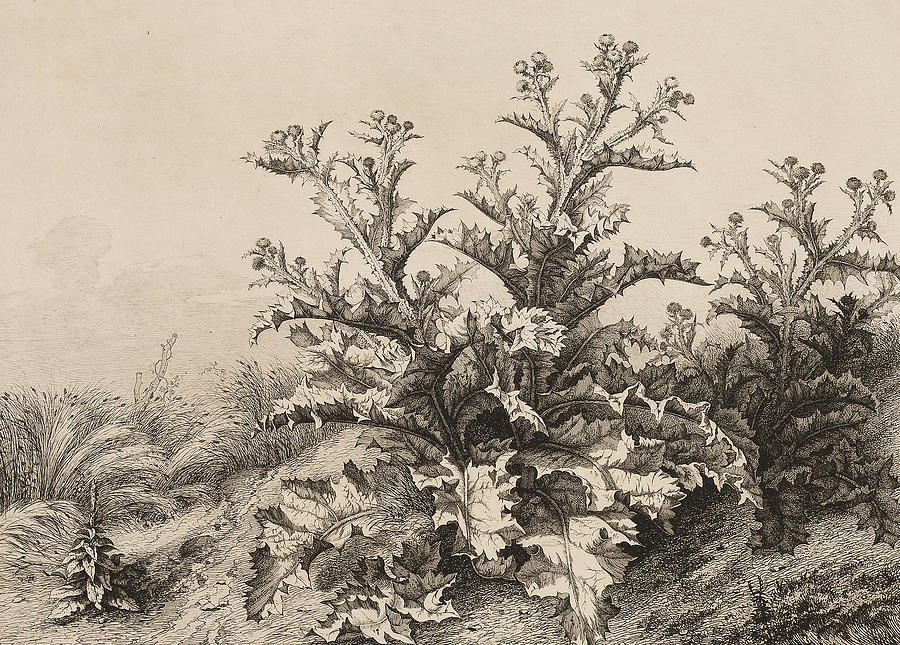 The Large Thistle, plate three from Les quatres grandes plantes Relief by Eugene Blery