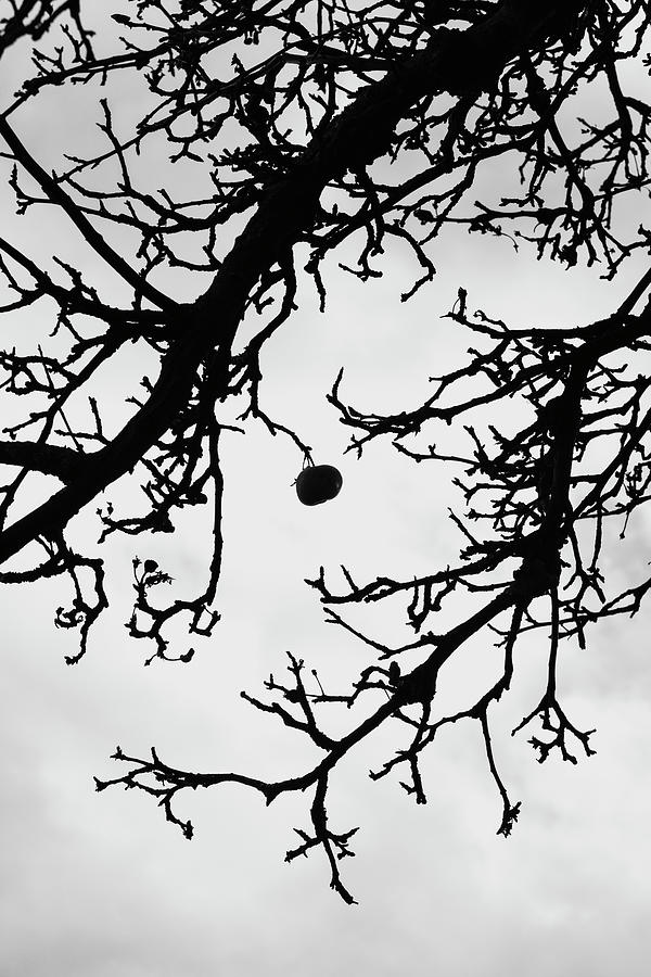 The last apple on the tree Photograph by Martin Vorel Minimalist Photography