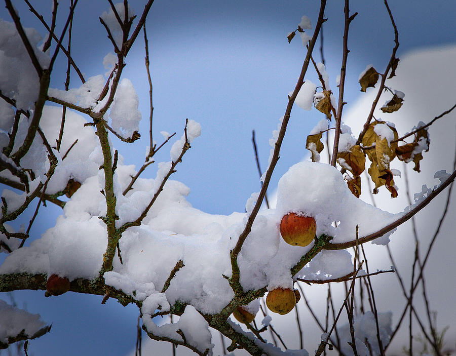The Last Apples And The First Snow Latvia Photograph by Aleksandrs Drozdovs