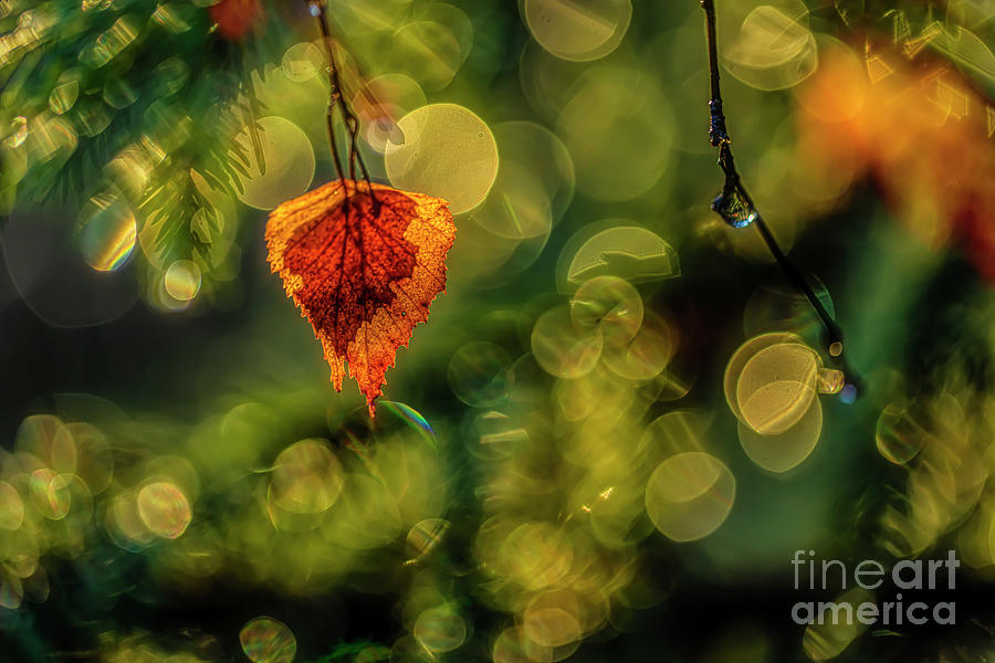The Last Autumn Leaf 2 Photograph