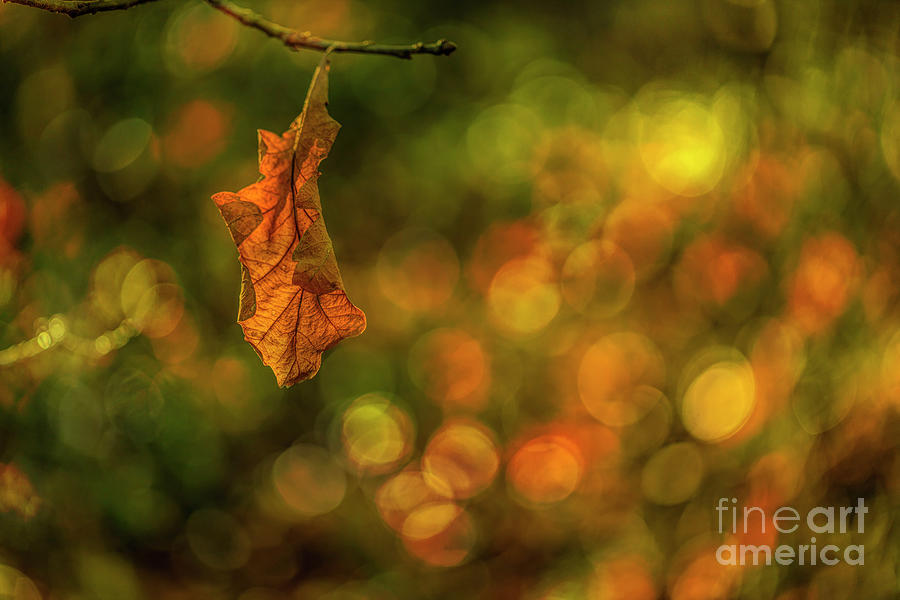 The Last Autumn Leaf Photograph