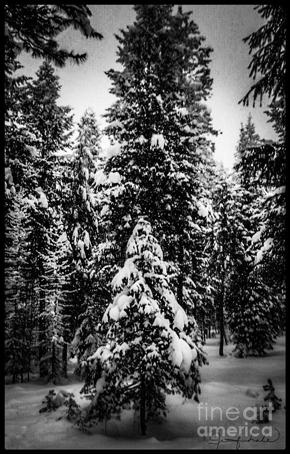 The Last Christmas Tree Photograph by Jennifer Lake