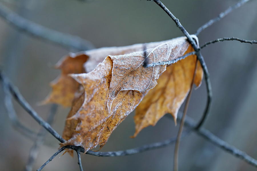 The Last February Leaf With Frost in Woodland  Photograph by Aleksandrs Drozdovs