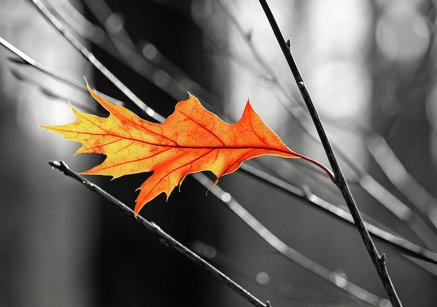 The last leaf Photograph by Carolyn Derstine