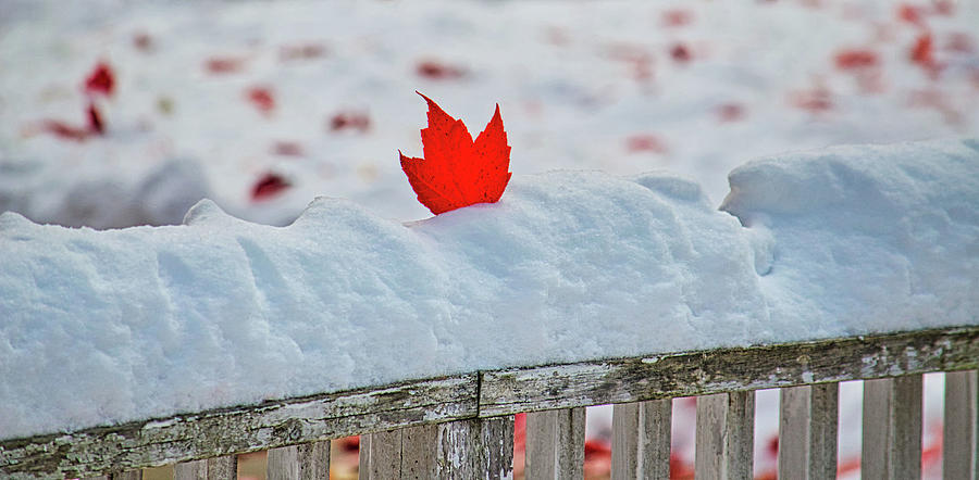 The Last Leaf Of Fall Photograph by Scotty Baby - Fine Art America