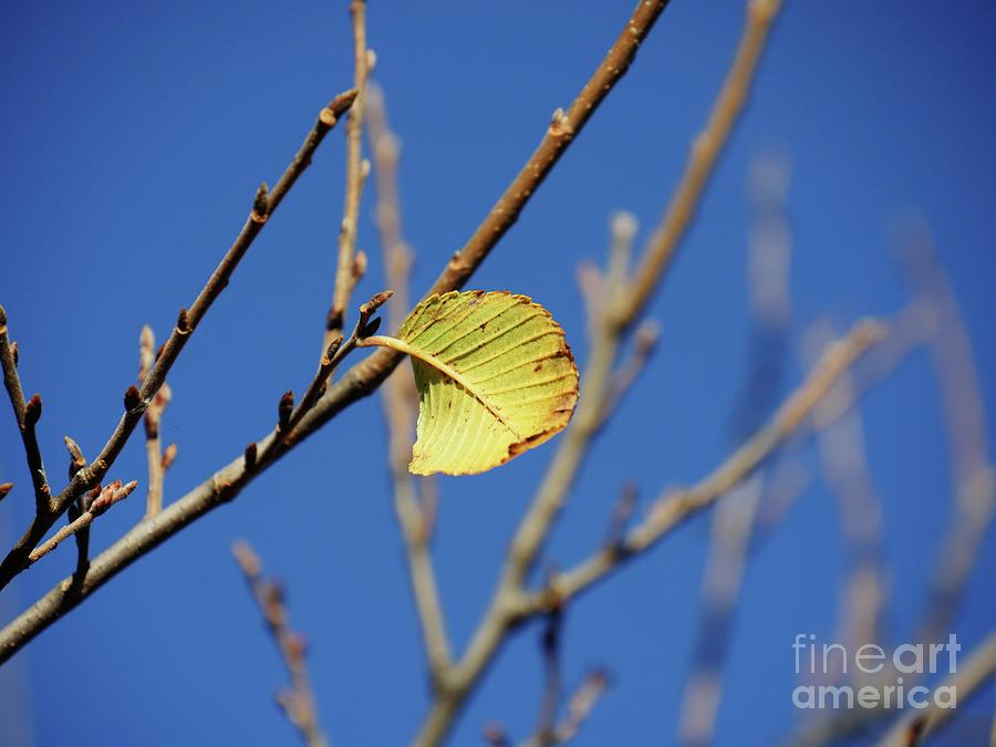 The Last Leaf Photograph by On da Raks