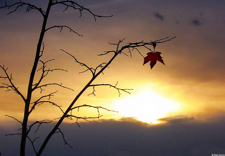 The Last Leaf Photograph by Rein Nomm