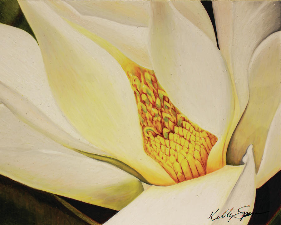 The Last Magnolia Drawing by Kelly Speros