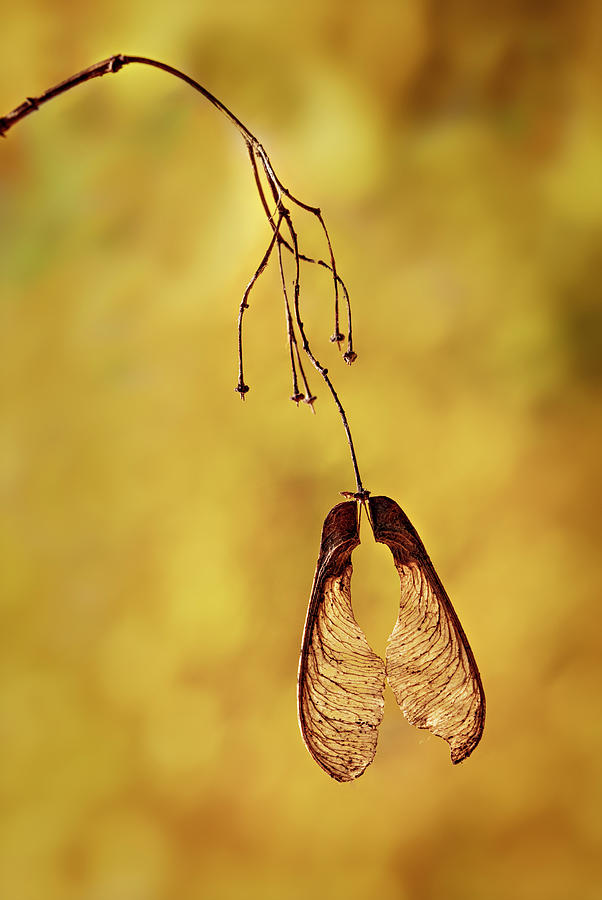 The Last Maple Seed Photograph