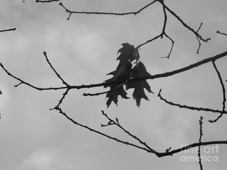 The Last Oak Leaf Photograph by Lingfai Leung