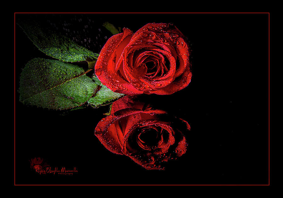 The Last Rose Photograph by Regina Muscarella